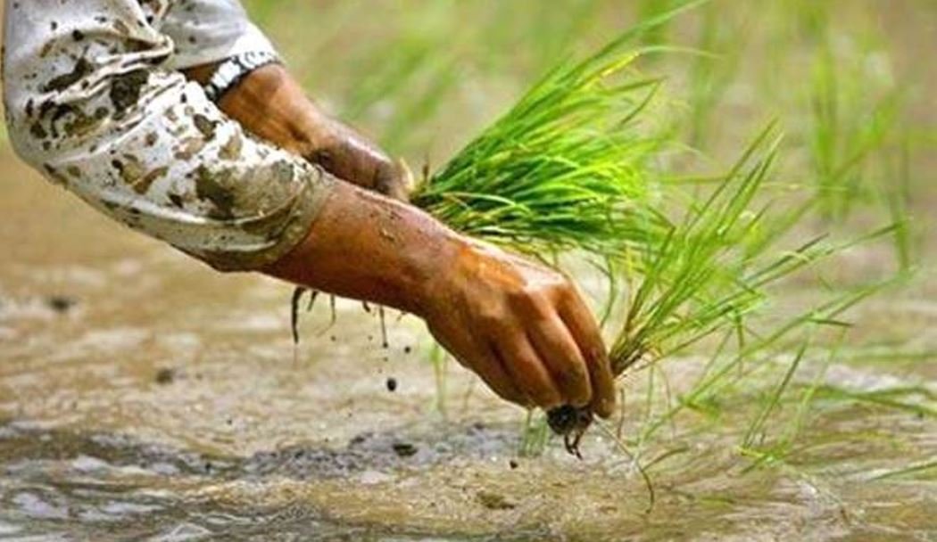 हालसम्म रोपाइँ १७.२ प्रतिशत मात्रै