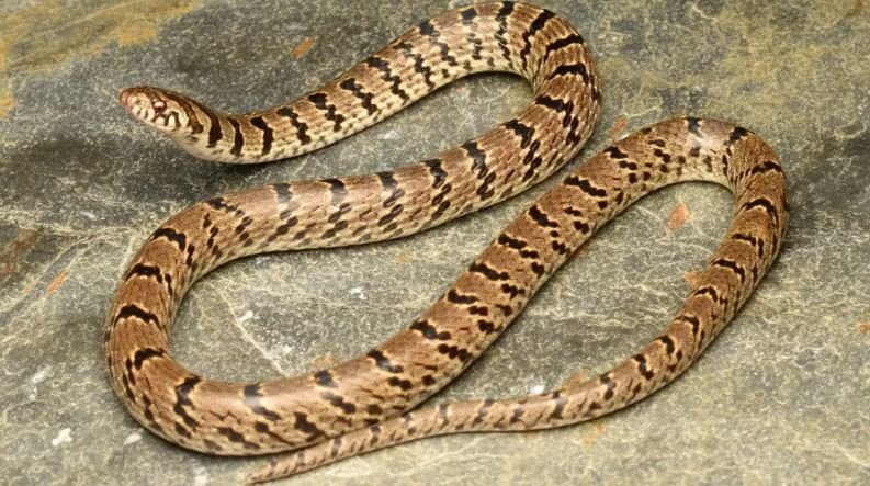 सर्पको डसाइबाट महिलाको मृत्यु