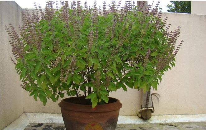 आषाढ शुक्ल एकादशीः तुलसीको बिरुवा सारिँदै